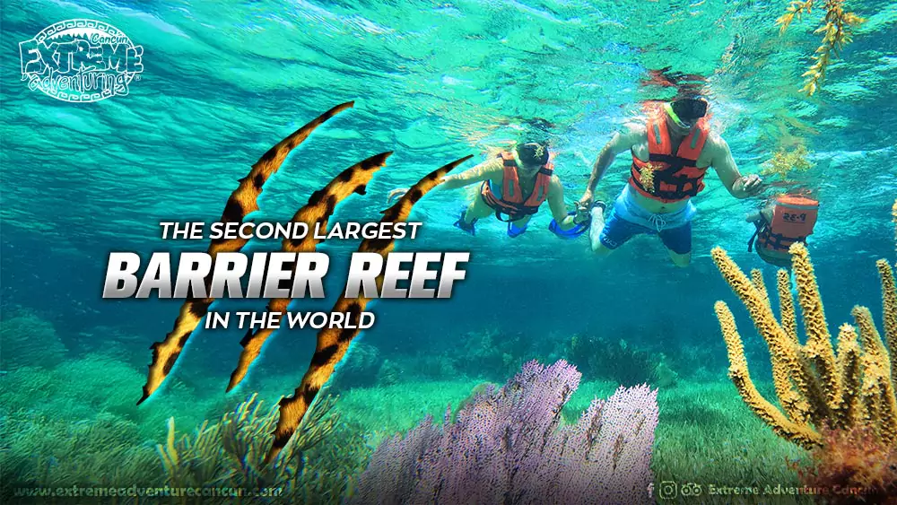 The second largest barrier reef in the world - we take you to know it